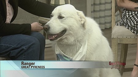 Endangered Great Pyrenees like Ranger in need of foster families