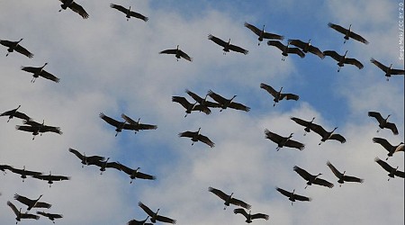 After bird flu death of Louisiana man, veterinarians and CDC say it is not time to panic