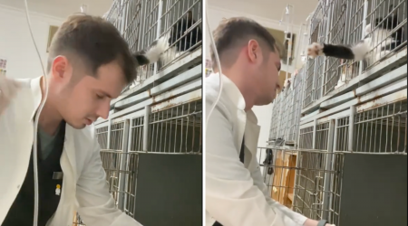 Vet Just Trying To Do His Job, Cat Has Other Ideas