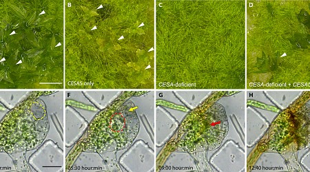 Study finds two classes of plant enzymes that ignore common rule of evolution