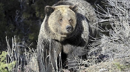 US to Keep Protecting Rocky Mountain Grizzly Bears Despite GOP Objections