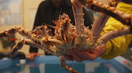 Alaska's snow crab season is back after 2-year pause, but battered industry faces uncertainty