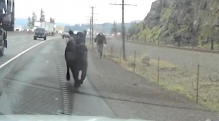 Cow traverses highway, river before being caught on railroad tracks