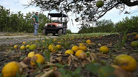 Major Florida grower to end citrus operations after years of hurricanes and tree disease