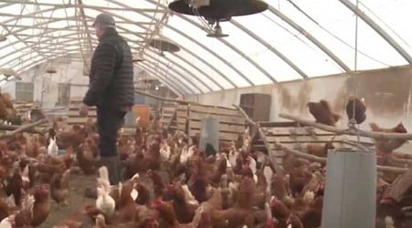 How bird flu is impacting poultry farms in Michigan