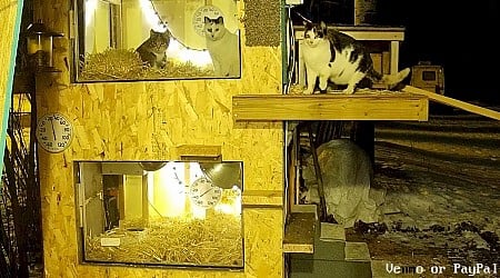 Frazee Cat Family's Cozy Condo Livestream C