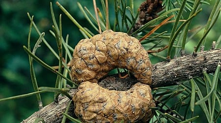 Minnesotans Can Earn Cash for Gathering Pine Cones