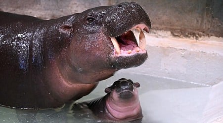 New Celebrity Baby Pygmy Hippo Gets A Flowery Name