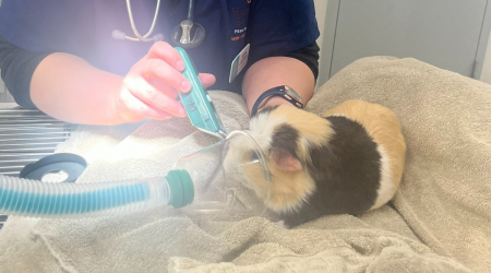 'A little short on toes, but never short on love': HSPPR performs rare amputation surgery on guinea pig