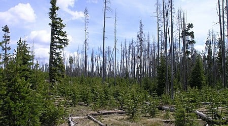 Yellowstone’s Standing Dead Trees Are a Wildfire Disaster Waiting to Happen, Scientists Warn