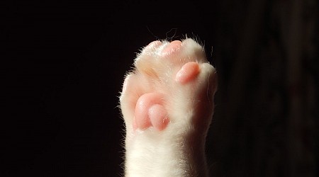 Declawing cats now banned by law in Mass.