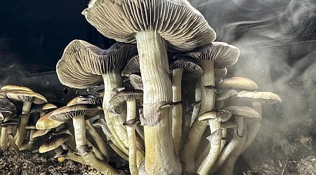 Are Magic Mushrooms Next to be Legalized in Minnesota?