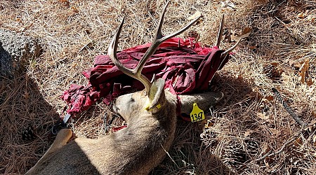 CPW rescues another Colorado deer from a hammock