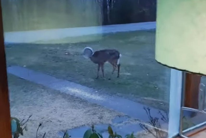 Deer with head stuck in plastic jug rescued in Pennsylvania
