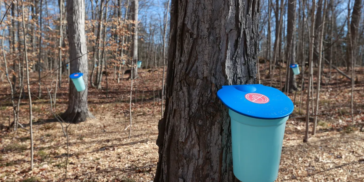 New Jersey using $1 million USDA grant to produce maple syrup