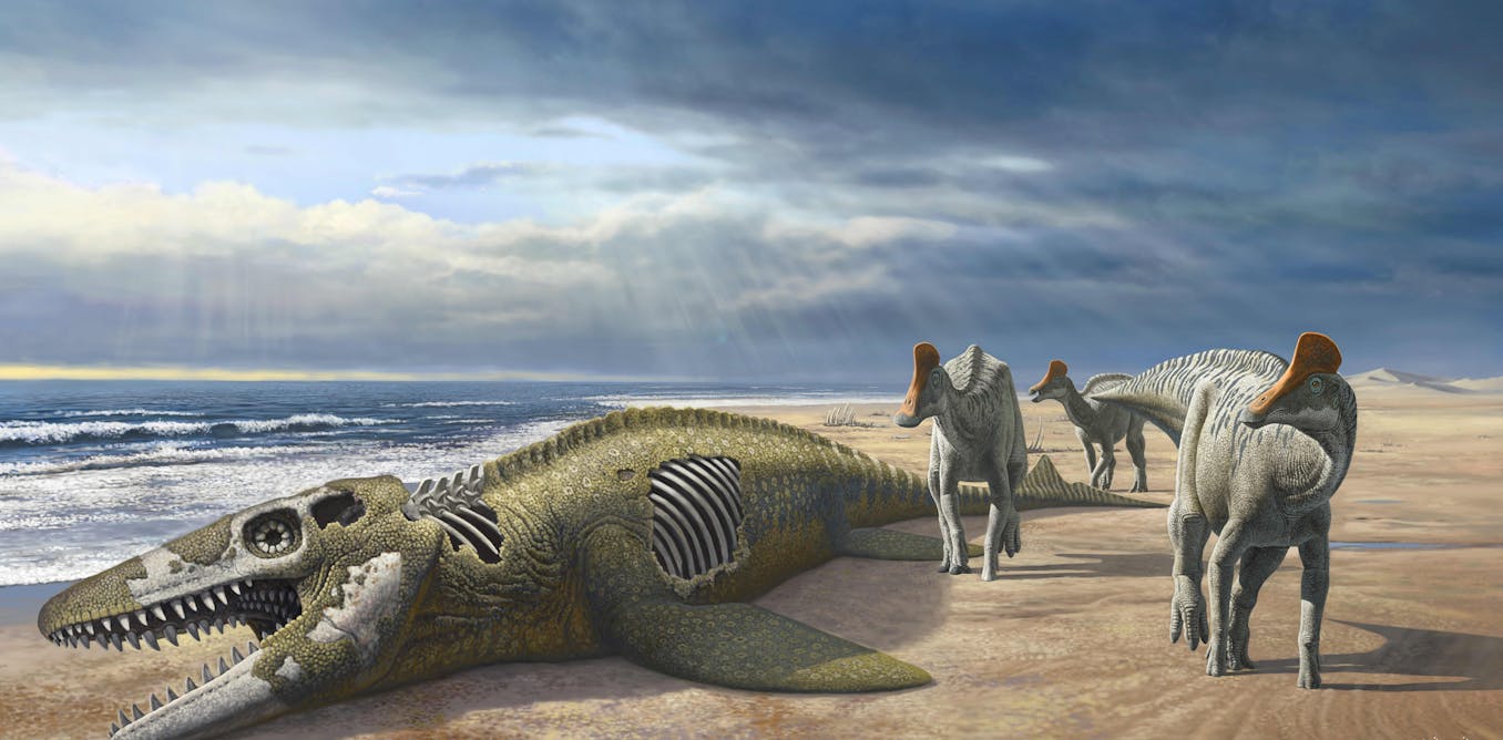 Duckbill dinosaur discovery in Morocco – expert unpacks the mystery of how they got there