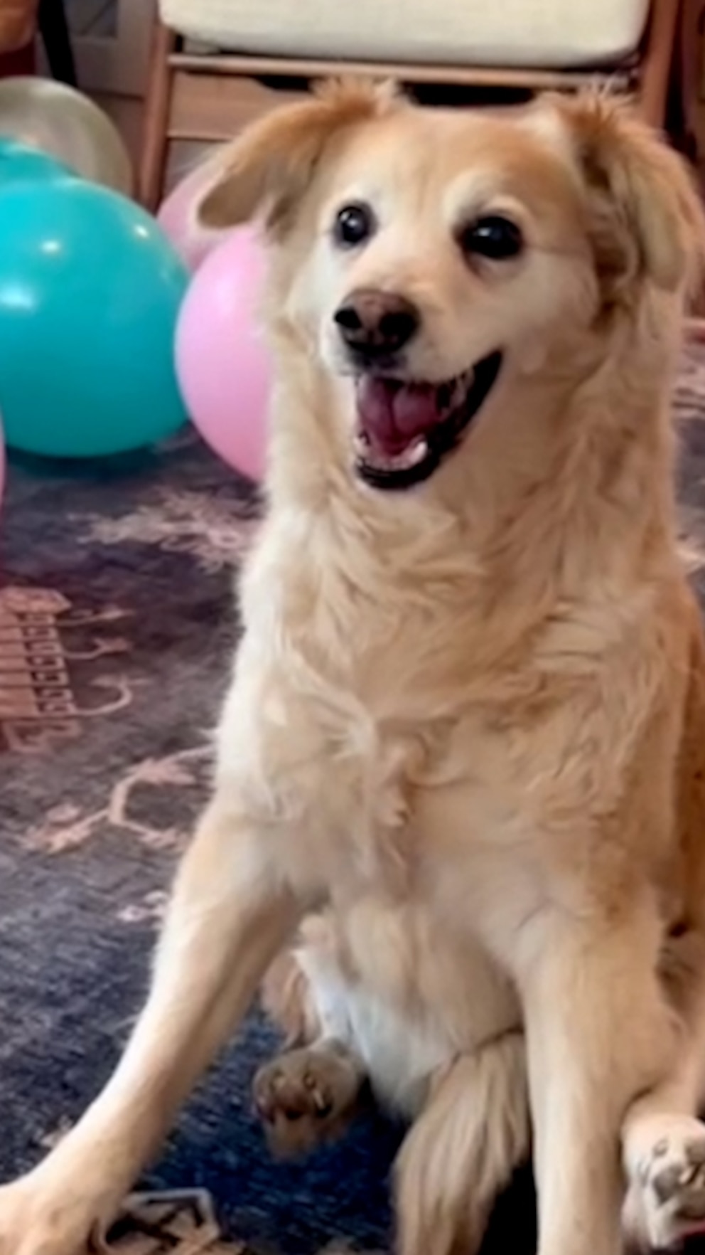 WATCH: Partially paralyzed dog celebrates 13th birthday in style