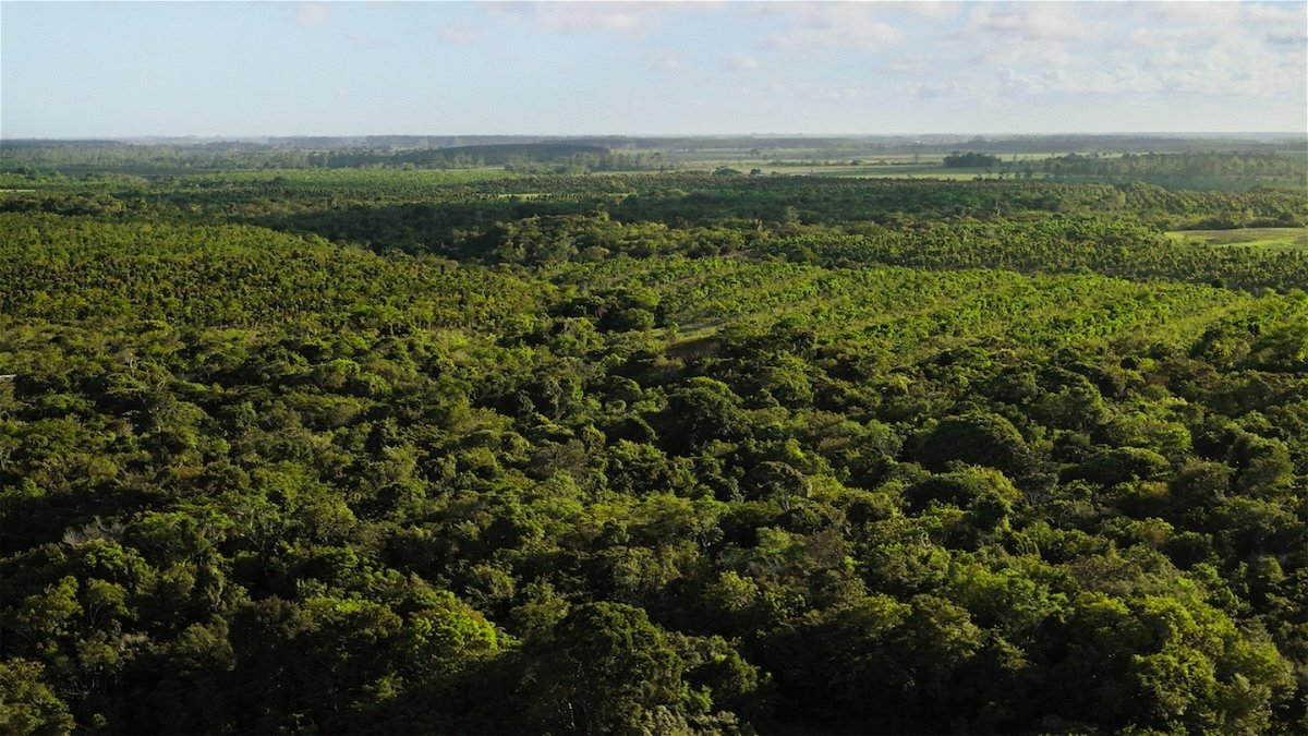 El Fondo de Reforestación de Apple muestra sus progresos en el Bosque Atlántico de América del Sur