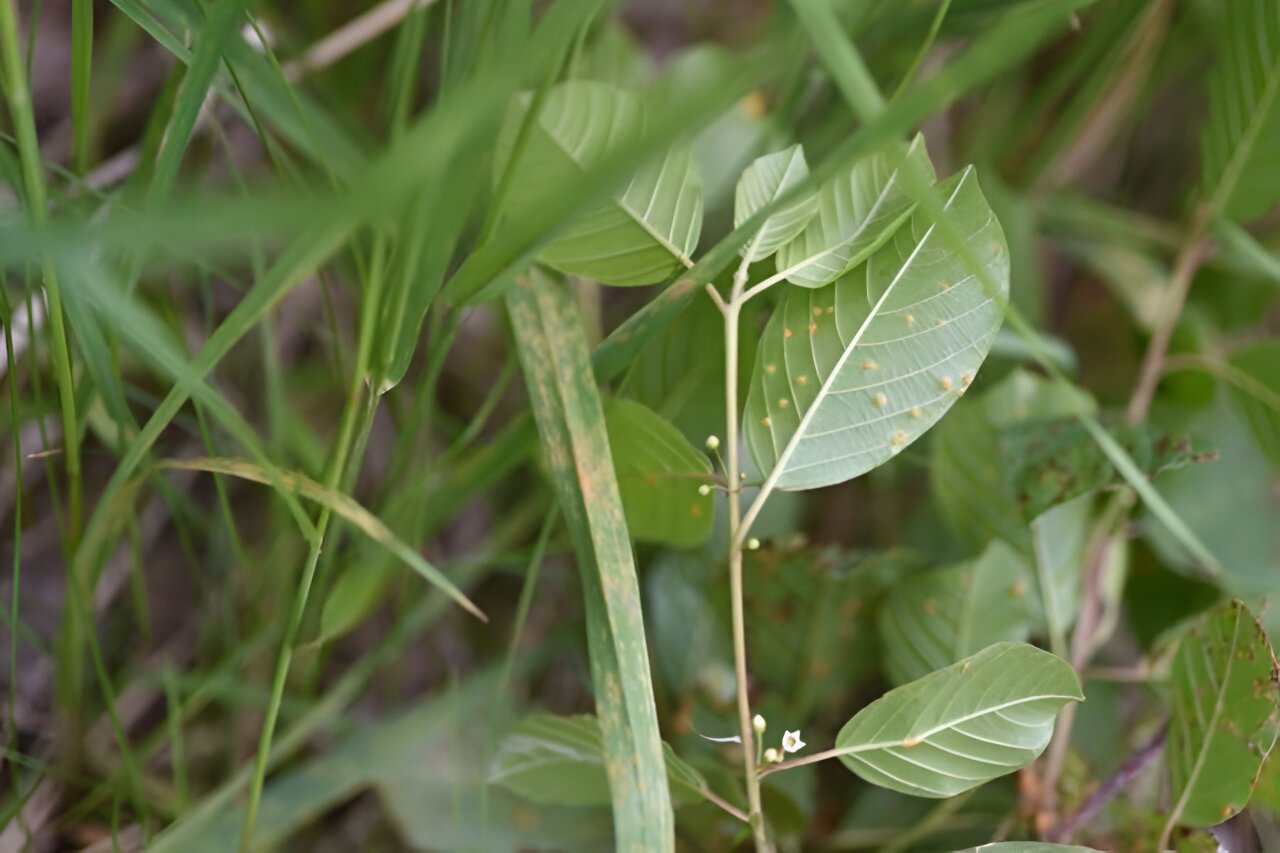 A crown rust fungus could help manage two highly invasive plants in Minnesota