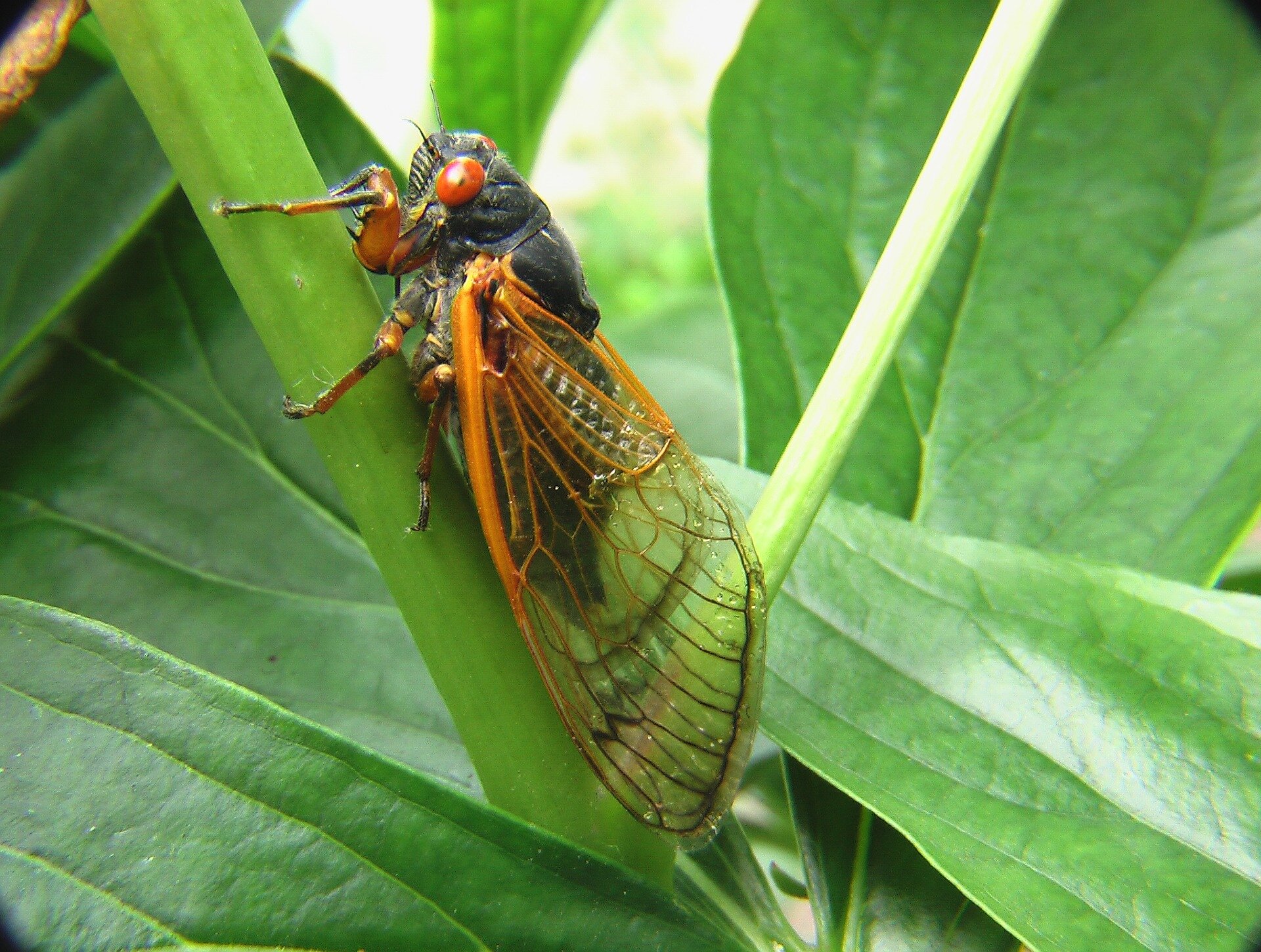 Cicadas' unique urination unlocks new understanding of fluid dynamics