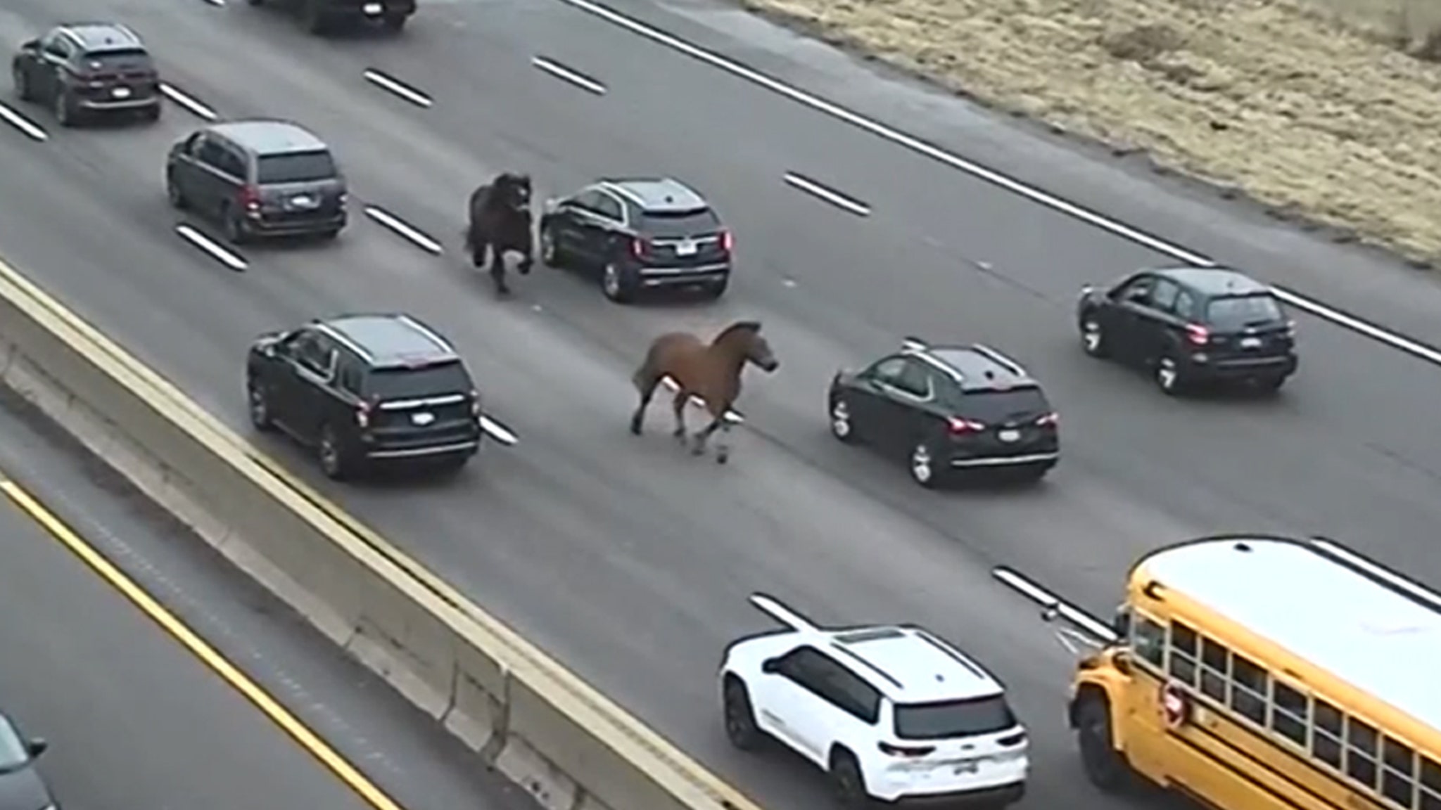 Two Horses Gallop Freely on Cleveland Highway After Escaping from Stable