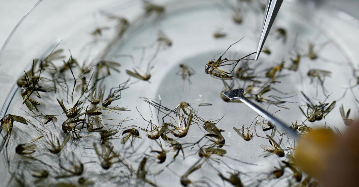 Eerste doden door infectieziekte dengue op Curaçao – ministerie waarschuwt toeristen