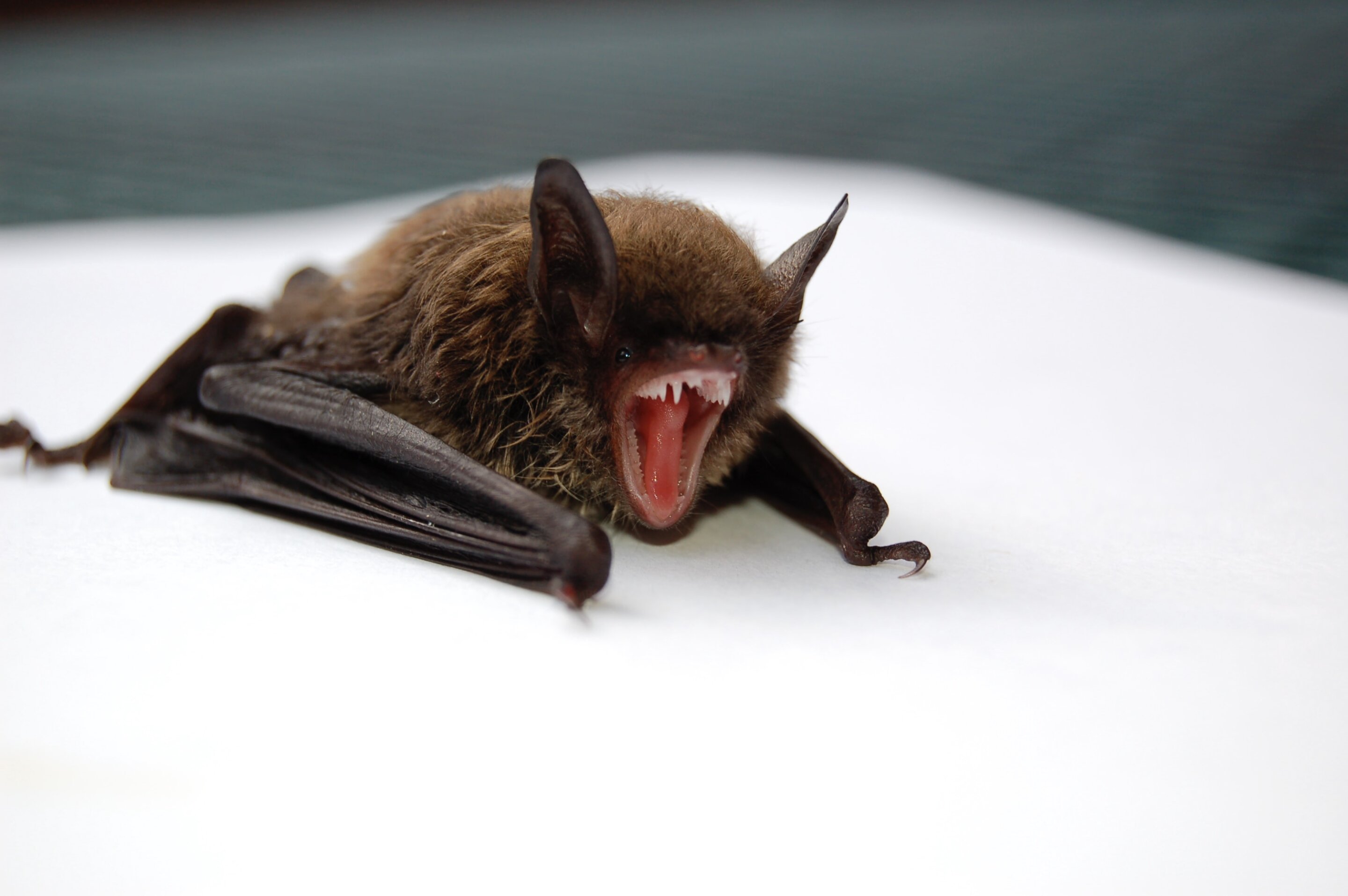 Bat with species-devastating fungus discovered in Colorado