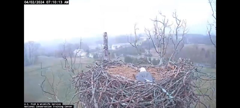 WV eagle mom protects eggs through thunderstorm