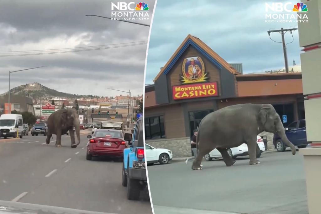 Escaped Jordan World Circus elephant thunders down Montana