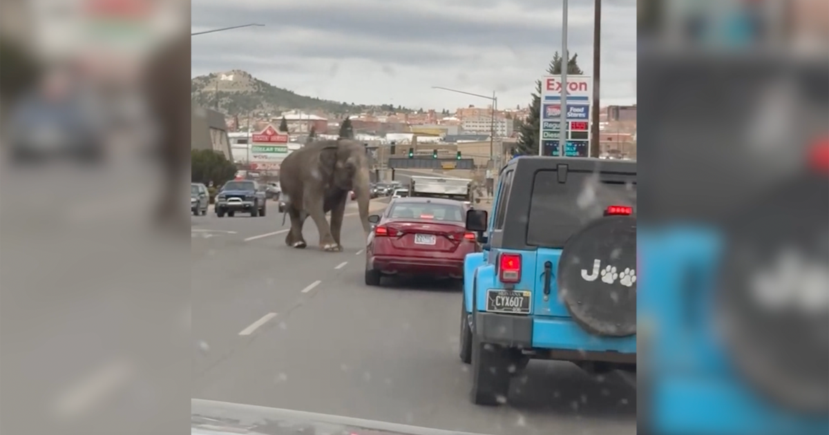 Elephant named Viola escapes circus, takes walk through bustling Montana street