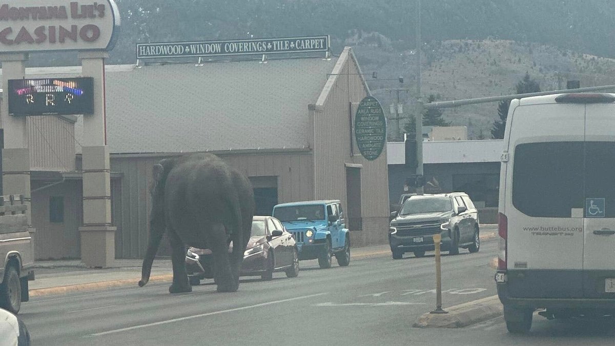 VIDEO: Elephant escapes circus, wanders streets of Montana