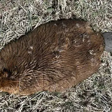 'Unusual' Beaver deaths from tick-borne disease