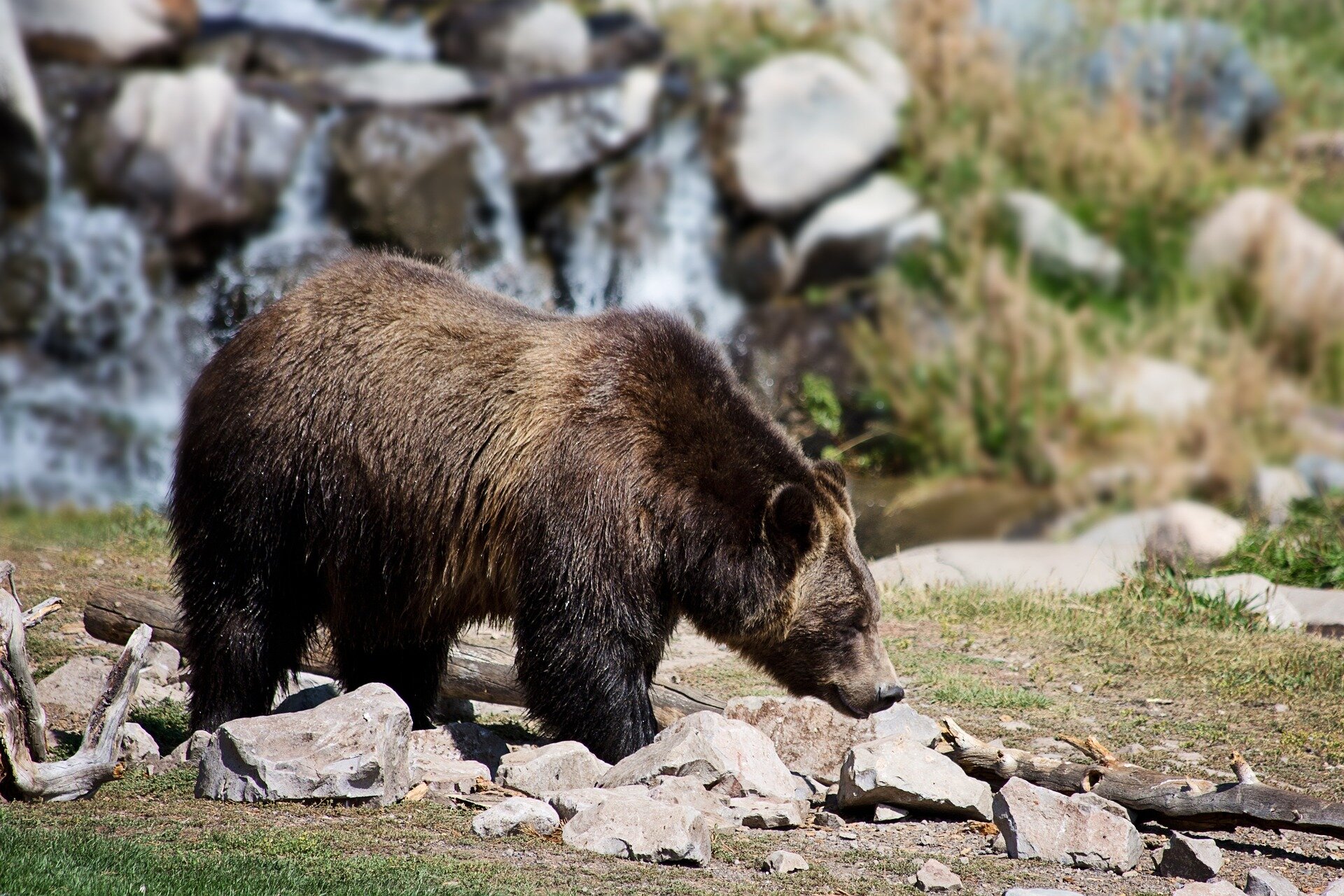Grizzly bear conservation is as much about human relationships as it is the animals