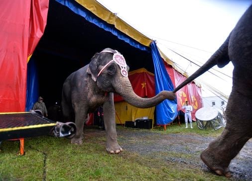 Video: Elephant escapes circus, roams streets of Montana