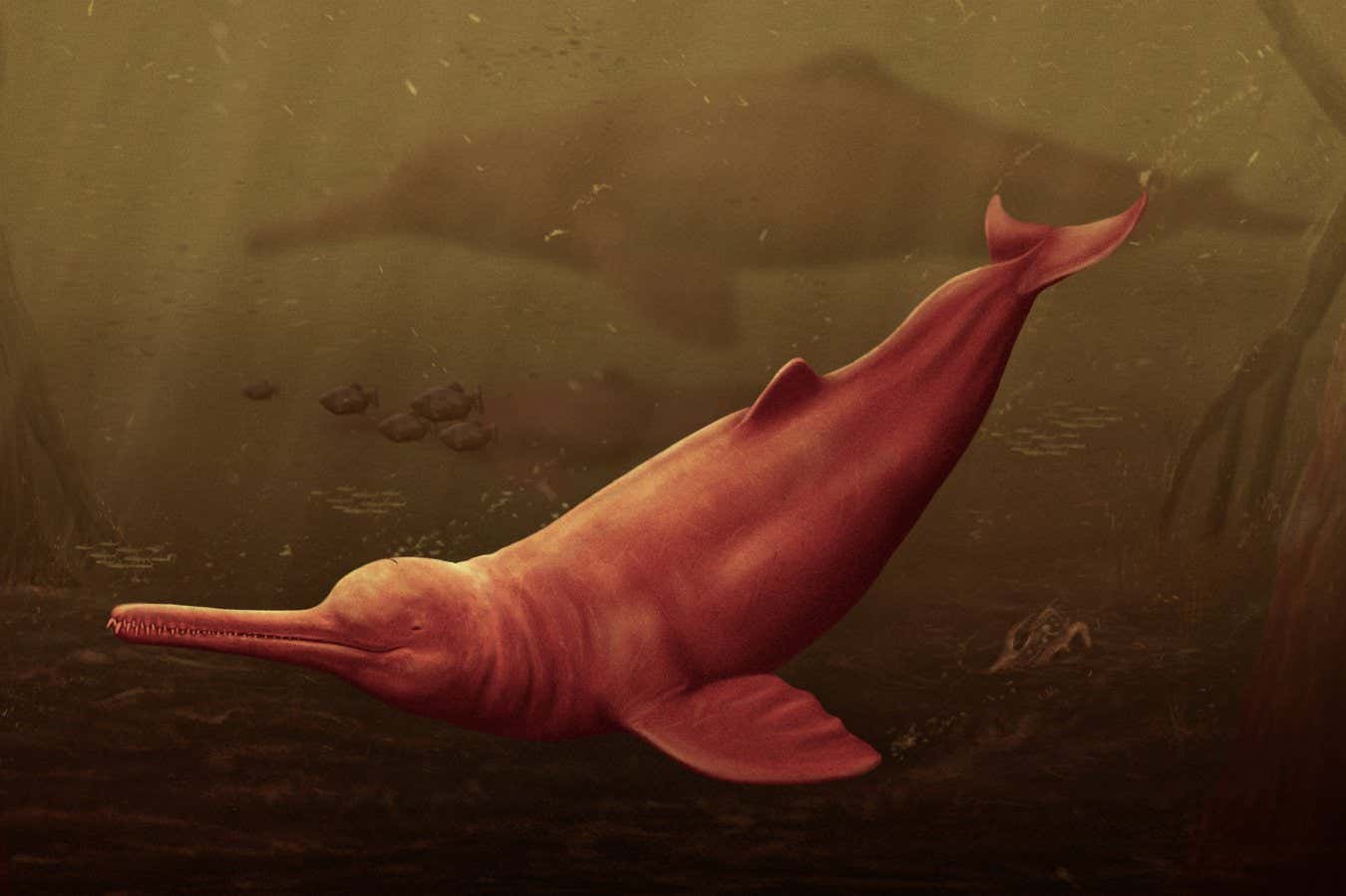 Extinct freshwater dolphin from the Amazon was largest of all time