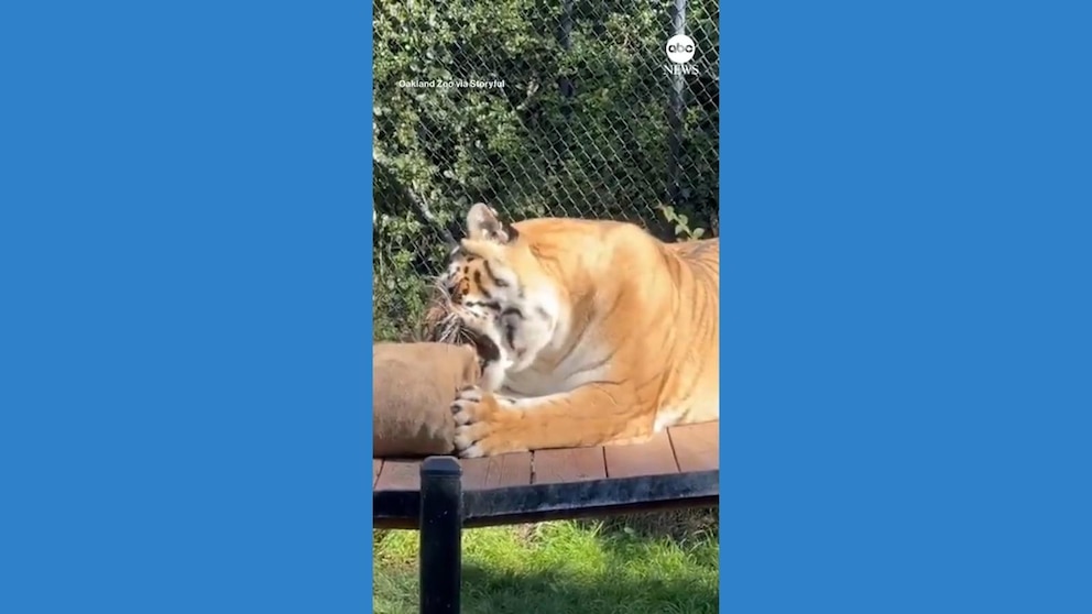 WATCH: Tiger amused by beanbag at California zoo
