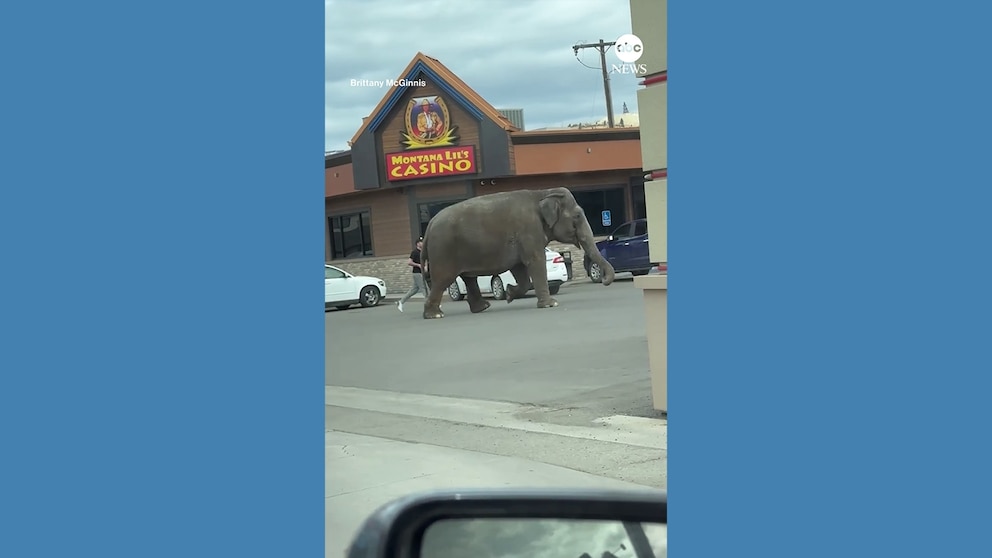 WATCH: Escaped circus elephant stops traffic in Montana