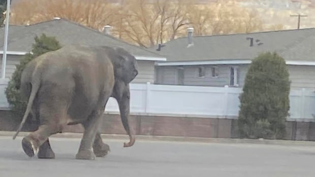 Nothing to see here, just an escaped circus elephant strolling down a Montana street