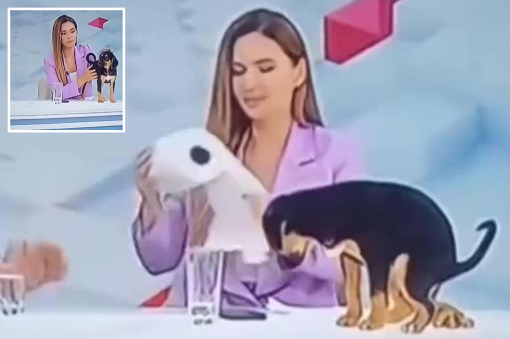 Dog poops on live TV broadcast, stunning news anchor