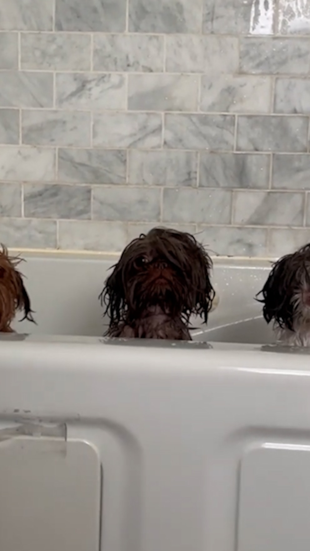 WATCH: 3 shih tzus pop their heads up above a tub mid-bath