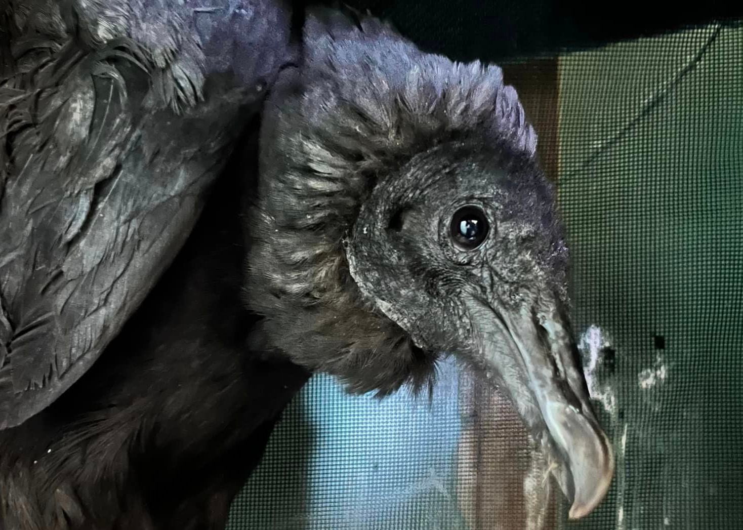 Dumpster-diving vultures in Connecticut became intoxicated