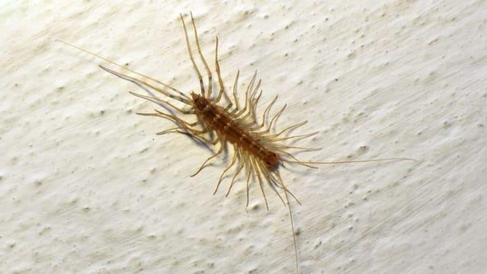 Michigan house centipedes: Why you shouldn’t kill them (hear me out!)