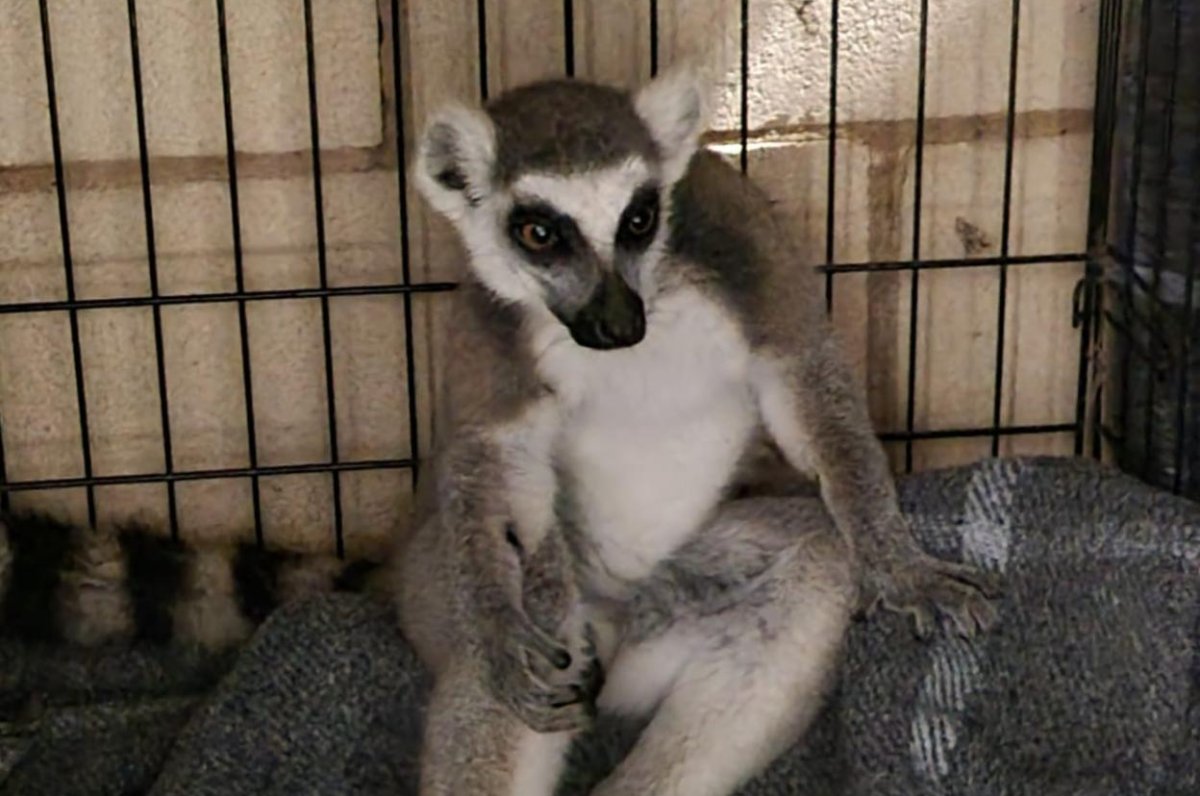 Loose lemur captured after several weeks in Texas