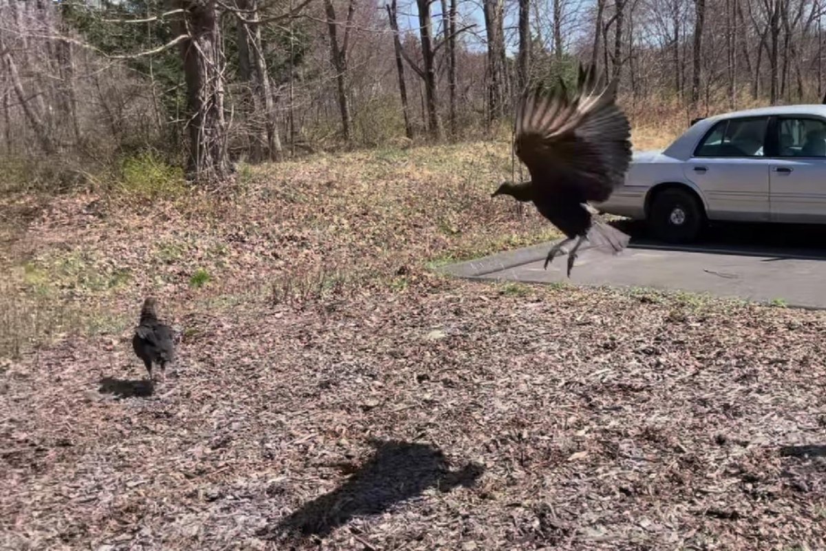 Two vultures found 'too drunk to fly' in Connecticut