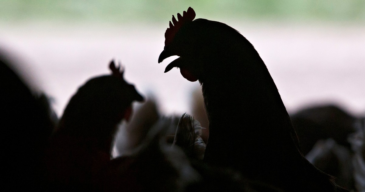 As bird flu spreads in the U.S., is it safe to eat eggs?
