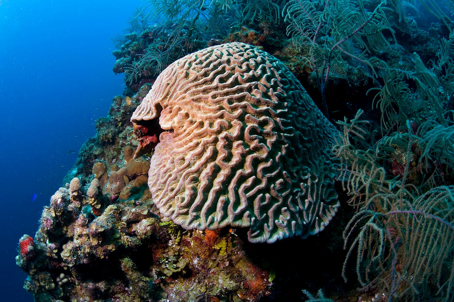 Planning for healthy corals and communities