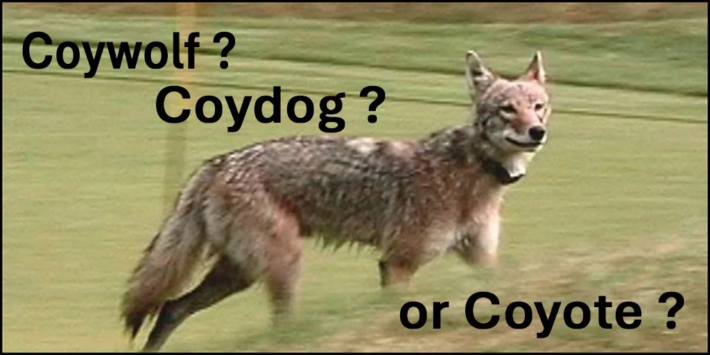 Specious Species:  Coywolves & Coydogs