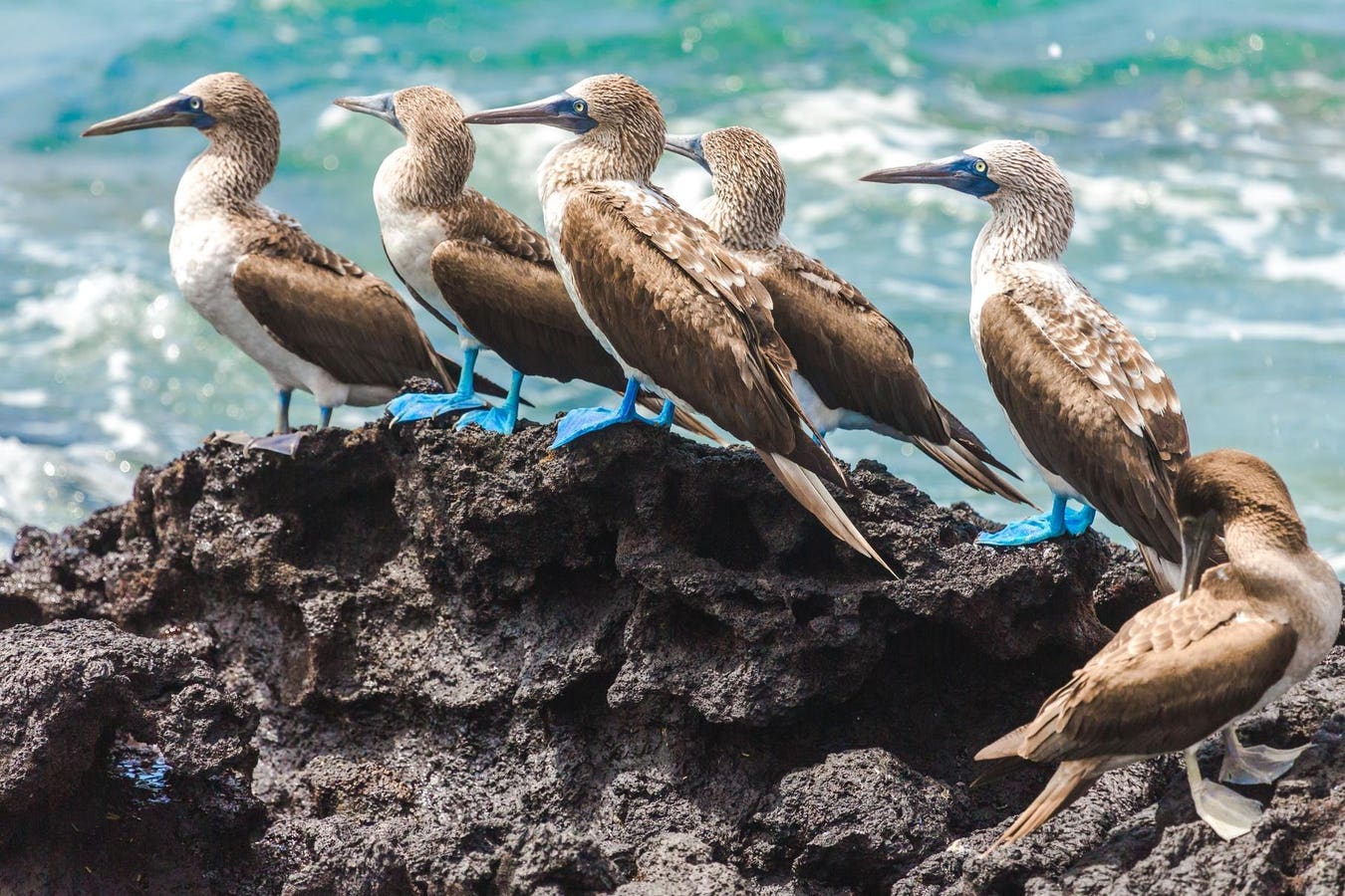 Bucket-List Travel: Why You Need To Go To The Galapagos Now