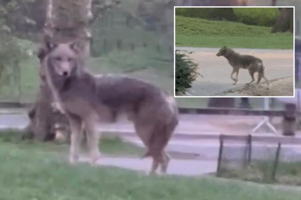 NYC jogger films hair-raising encounter with 'giant' coyote prowling Central Park