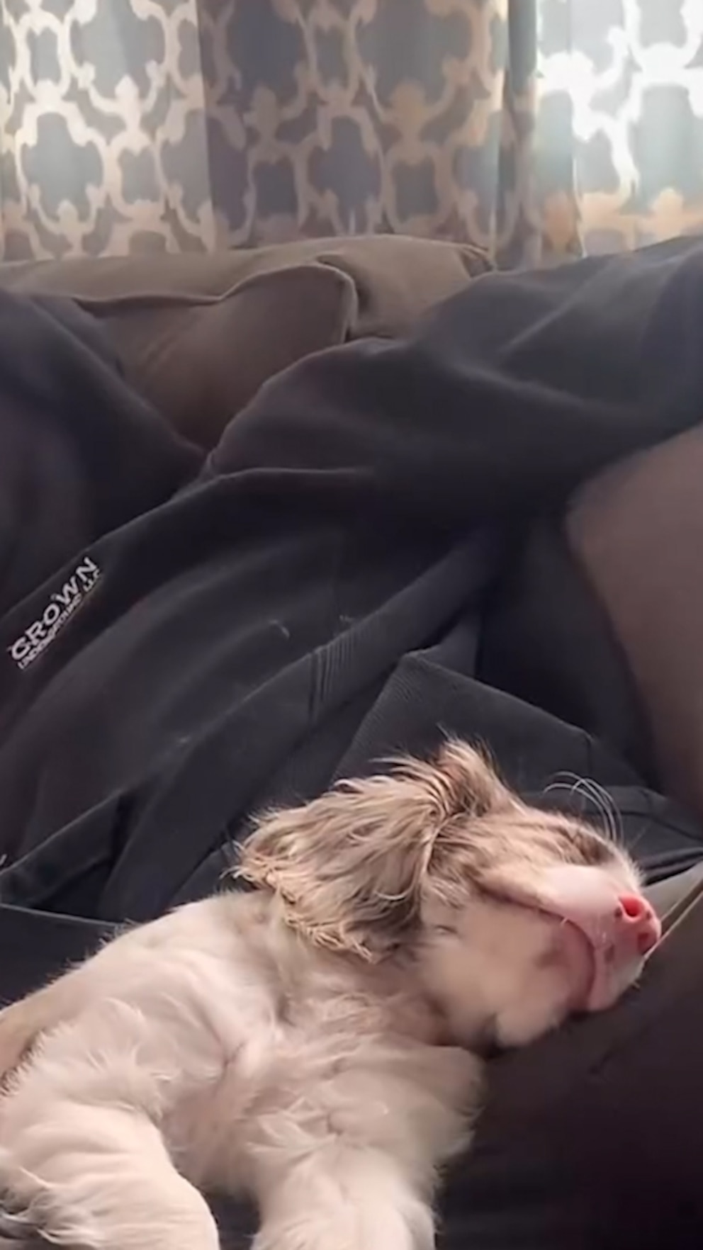 WATCH: Deaf and blind puppy has ‘great love story’ with her human dad